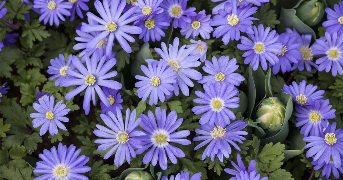  - Anemonen – zarte Windröschen im Garten