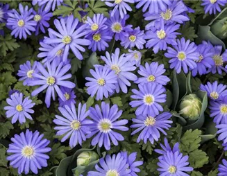 Anemonen – zarte Windröschen im Garten