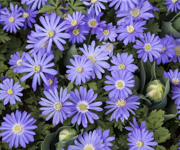 - Anemonen – zarte Windröschen im Garten  - Anemonen – zarte Windröschen im Garten