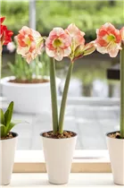 Hippeastrum 'Sonatini' - Hippeastrum 'Sonatini' Hippeastrum 'Sonatini' - Hippeastrum 'Sonatini'