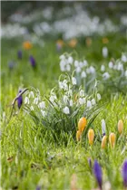Blumenzwiebeln - Galanthus nivalis einfach x10