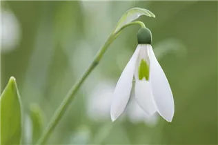 Blumenzwiebeln - Galanthus nivalis einfach x10