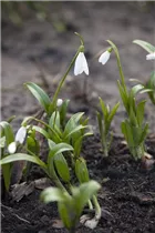 Blumenzwiebeln - Galanthus nivalis einfach x10