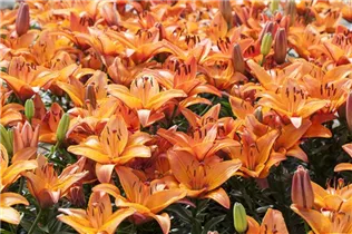 Lilium 'Abbeville Pride' - Asiatische Lilie Lilium 'Abbeville Pride' - Asiatische Lilie