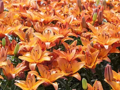 Lilium 'Abbeville Pride' - Asiatische Lilie Lilium 'Abbeville Pride' - Asiatische Lilie