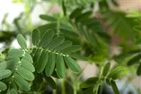 - Mimosen, die sensiblen Geschöpfe der Pflanzenwelt  - Mimosen, die sensiblen Geschöpfe der Pflanzenwelt