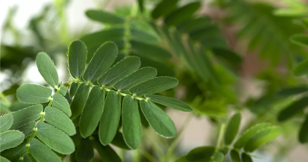  - Mimosen, die sensiblen Geschöpfe der Pflanzenwelt