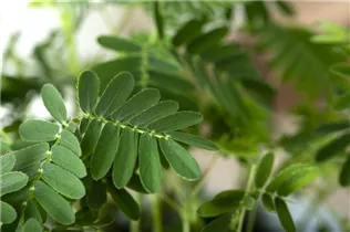 Mimosa pudica - Mimose Mimosa pudica - Mimose