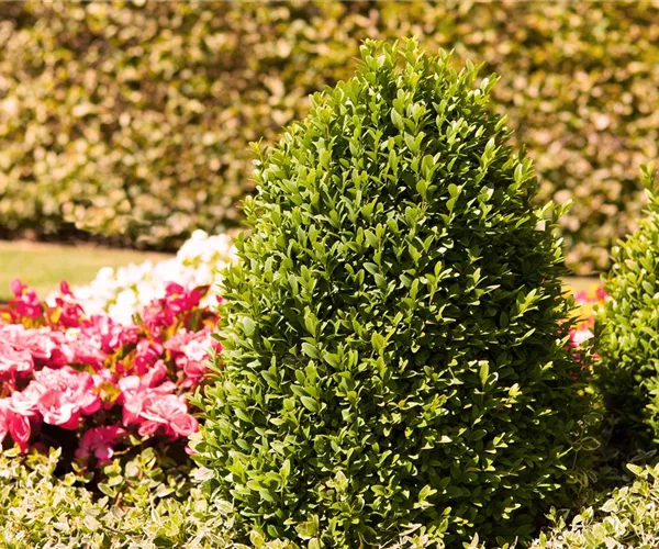 - Alles über Buchs  - Alles über Buchs