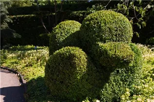 Buxus sempervirens var. arborescens - Hoher Buchsbaum