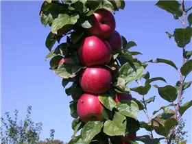 Malus domestica 'Lane´s Prince Albert' - Apfel 'Lane´s Prince Albert'