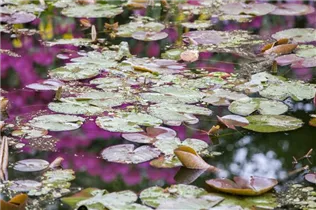 Nymphaea - Seerose Nymphaea - Seerose
