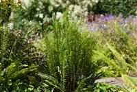 - Feuchtzonen im Garten  - Feuchtzonen im Garten