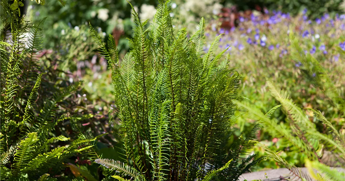  - Feuchtzonen im Garten