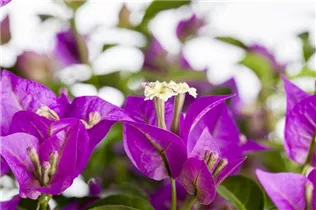 Bougainvillea glabra 'Sanderiana' - Bougainvillee 'Sanderiana' Bougainvillea glabra 'Sanderiana' - Bougainvillee 'Sanderiana'