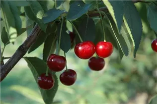  - Prunus cerasus 'Morina'(s)