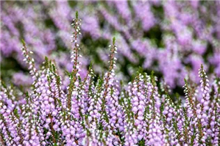 Calluna vulgaris 'County Wicklow' - Besenheide 'County Wicklow' Calluna vulgaris 'County Wicklow' - Besenheide 'County Wicklow'