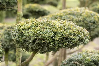 - Taxus baccata 'Dovastonii Aurea'  - Taxus baccata 'Dovastonii Aurea'