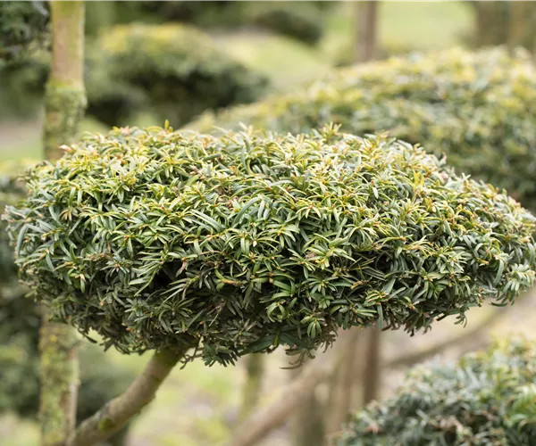 - Koniferen schmücken das ganze Jahr  - Koniferen schmücken das ganze Jahr