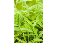 Fargesia murielae 'Jumbo' - Gartenbambus 'Jumbo' Fargesia murielae 'Jumbo' - Gartenbambus 'Jumbo'
