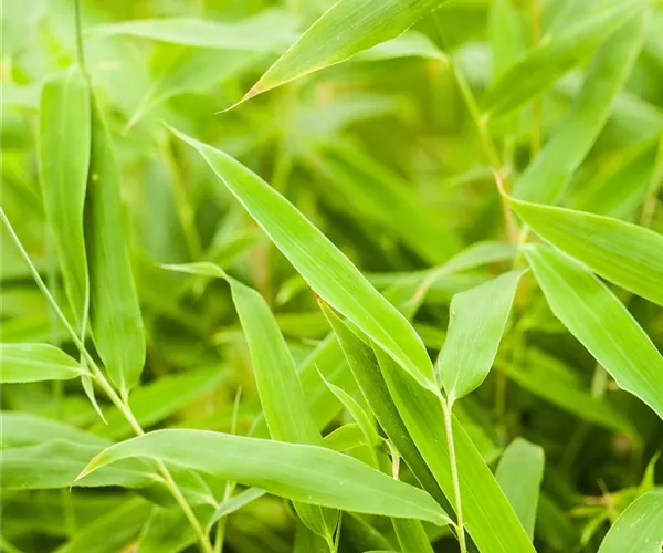 - Die Bambus-Pflege  - Die Bambus-Pflege