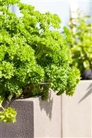 - Kräuter im eigenen Garten: Anlegen des Kräutergartens  - Kräuter im eigenen Garten: Anlegen des Kräutergartens