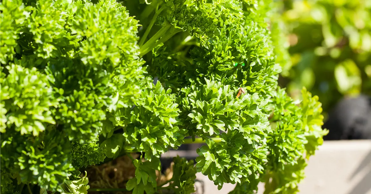  - Kräuter im eigenen Garten: Anlegen des Kräutergartens