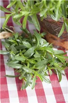  - Satureja hortensis