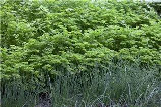 Petroselinum crispum - Krause Petersilie
