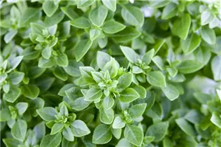 Ocimum basilicum - Basilikum Ocimum basilicum - Basilikum