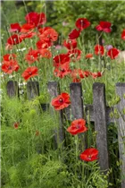 Papaver rhoeas - Klatsch-Mohn