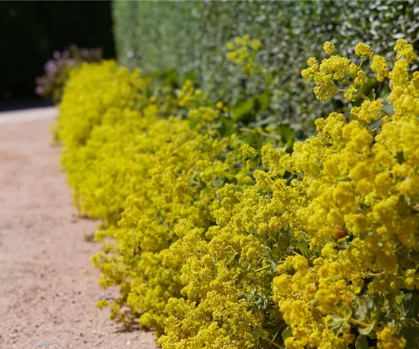 - Blackbox-Gardening – die kreative Idee mit den großen Überraschungseffekten  - Blackbox-Gardening – die kreative Idee mit den großen Überraschungseffekten