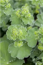 Alchemilla mollis - Großblättriger Frauenmantel Alchemilla mollis - Großblättriger Frauenmantel