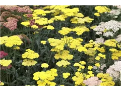 Achillea clypeolata 'Moonshine' - Garten-Goldquirl-Garbe 'Moonshine' Achillea clypeolata 'Moonshine' - Garten-Goldquirl-Garbe 'Moonshine'