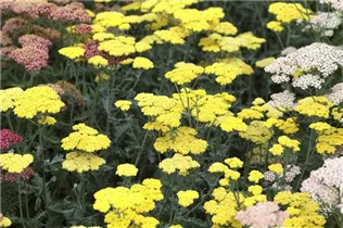 Achillea clypeolata 'Moonshine' - Garten-Goldquirl-Garbe 'Moonshine' Achillea clypeolata 'Moonshine' - Garten-Goldquirl-Garbe 'Moonshine'