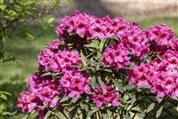 - Der Rhododendron – der stilvolle Klassiker  - Der Rhododendron – der stilvolle Klassiker