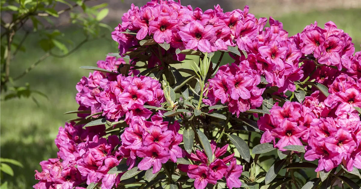  - Der Rhododendron – der stilvolle Klassiker