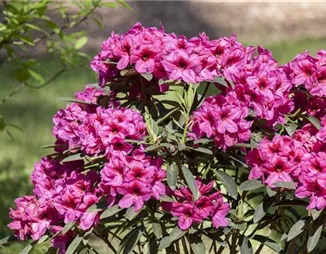 Der Rhododendron – der stilvolle Klassiker