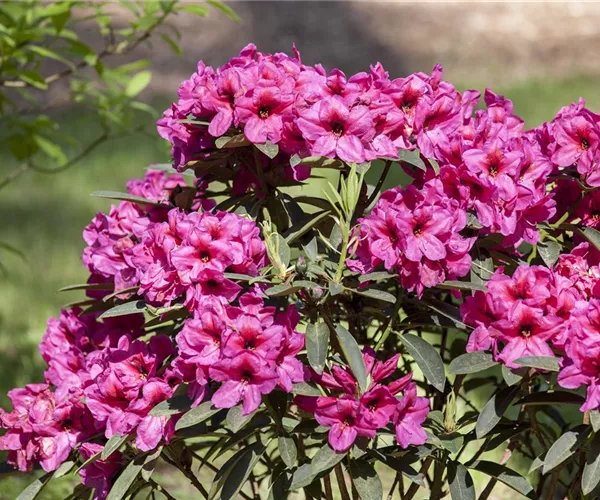 - Der Rhododendron – der stilvolle Klassiker  - Der Rhododendron – der stilvolle Klassiker