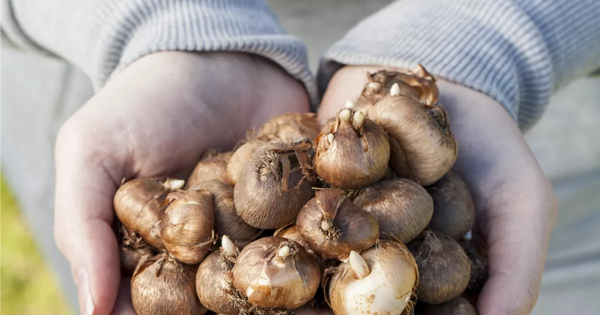  - Keine Angst im Dunkeln – Blumenzwiebeln überwintern