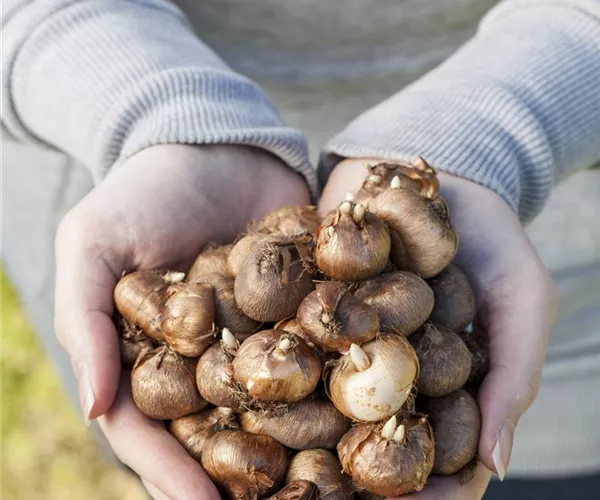 - Keine Angst im Dunkeln – Blumenzwiebeln überwintern  - Keine Angst im Dunkeln – Blumenzwiebeln überwintern