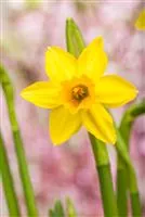 - Narzissen – Frühling im Garten  - Narzissen – Frühling im Garten