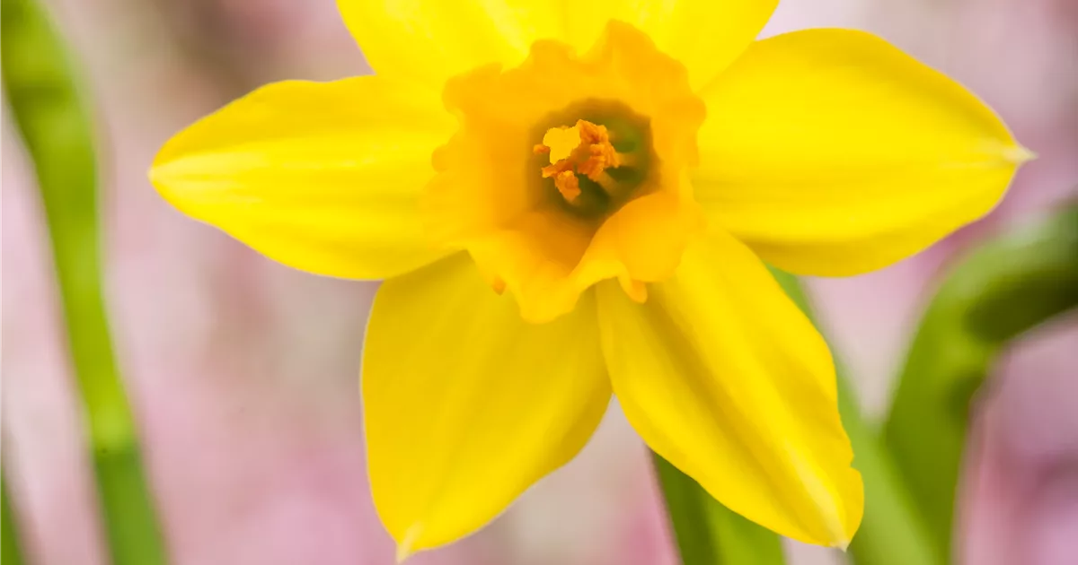  - Narzissen – Frühling im Garten