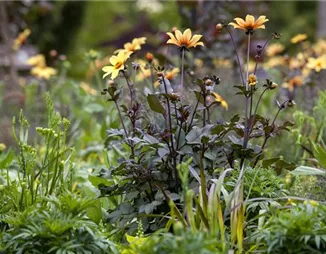 Der Boden im Blumenbeet: Vorbereitung und Pflege