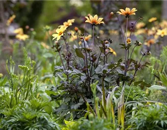 Der Boden im Blumenbeet: Vorbereitung und Pflege
