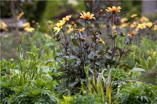 Dahlia 'Bishop of York' - Einfach blühende Dahlie 'Bishop of York'