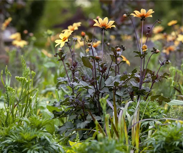 - Der Boden im Blumenbeet: Vorbereitung und Pflege  - Der Boden im Blumenbeet: Vorbereitung und Pflege