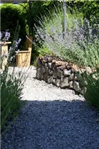 Perovskia atriplicifolia - Blauraute