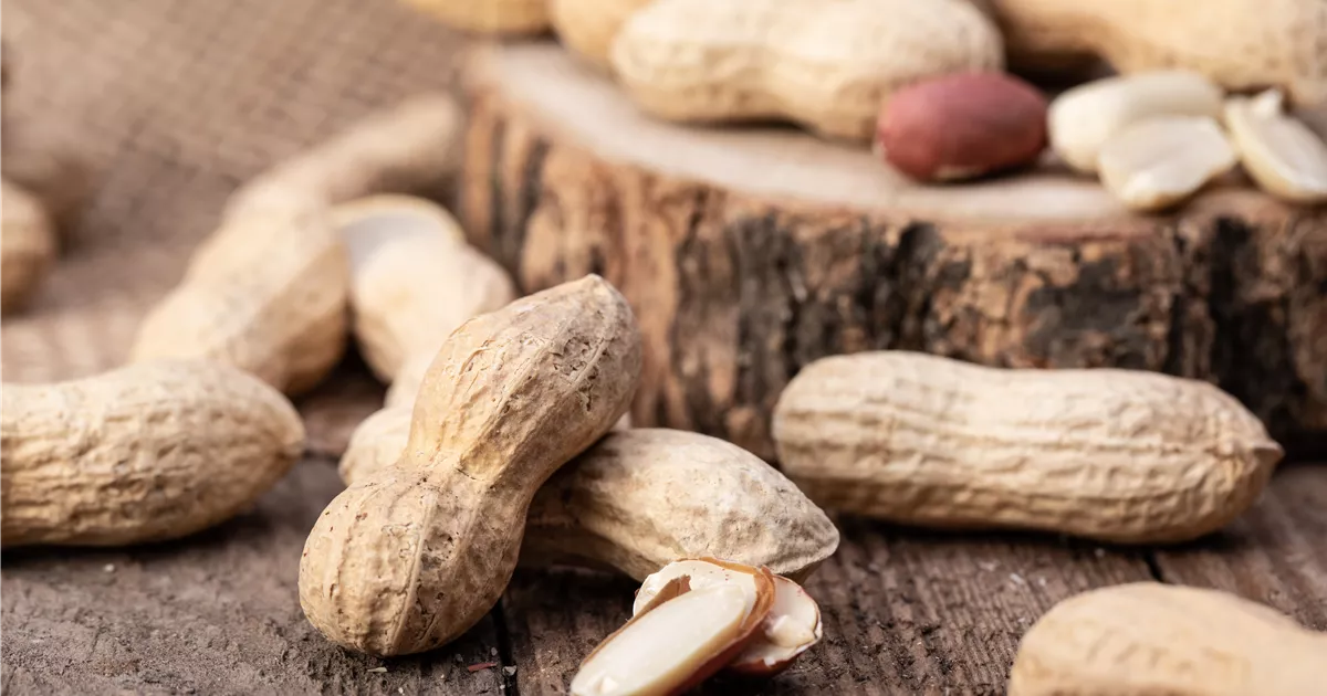  - Erdnüsse im eigenen Garten 