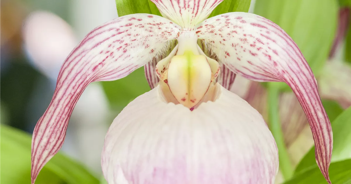  - Orchideen im Garten